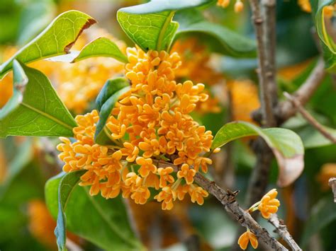 what is osmanthus scent.